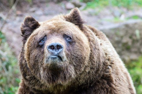 Подборка забавных животных