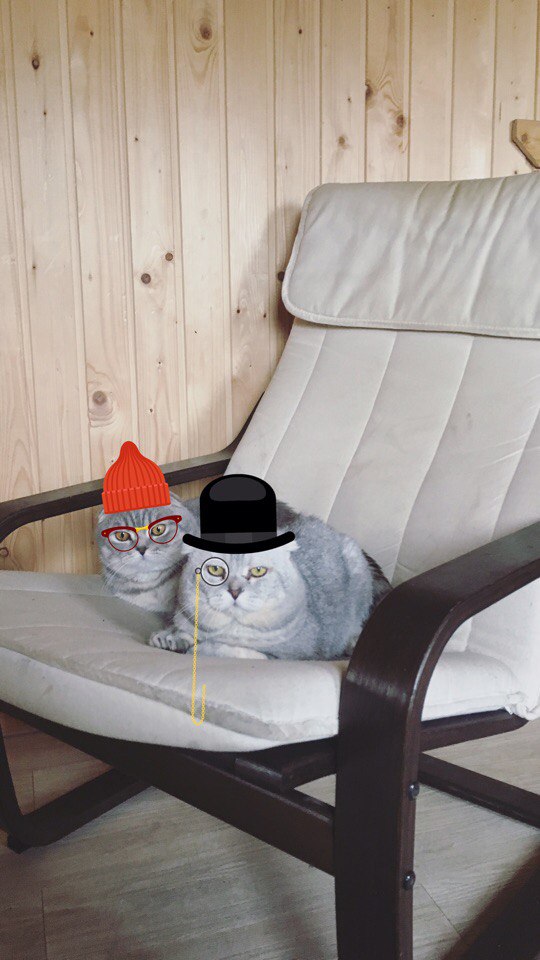 Коты и Кошки