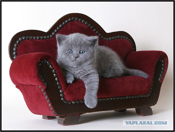 Даёшь Котовторник на ЯПе! (29.07.08)
