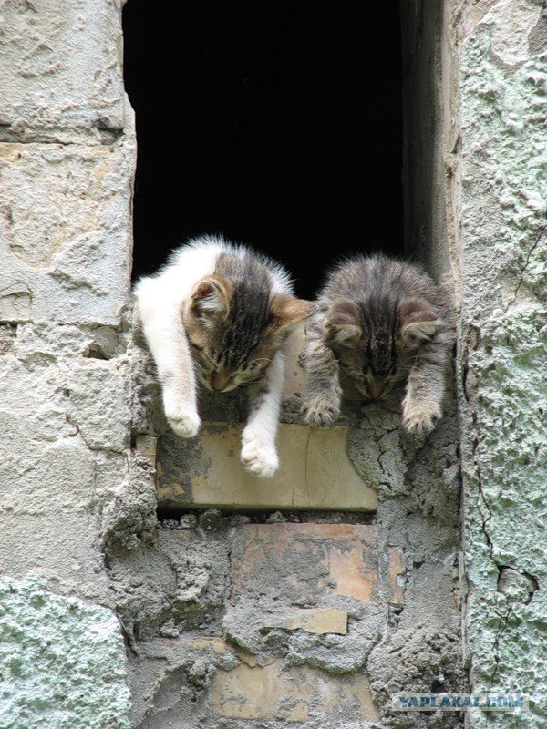 Котовторник - С праздником, котоводы!