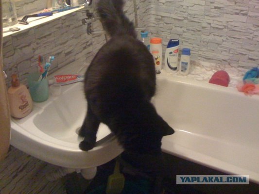 Котовторник (31.01.2012)