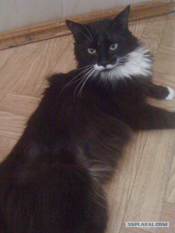 Котовторник 17.04.2012