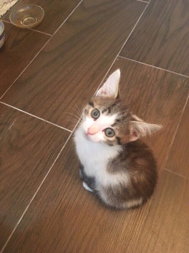 Прикольных котов пост