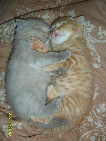 Забавные фото котеек