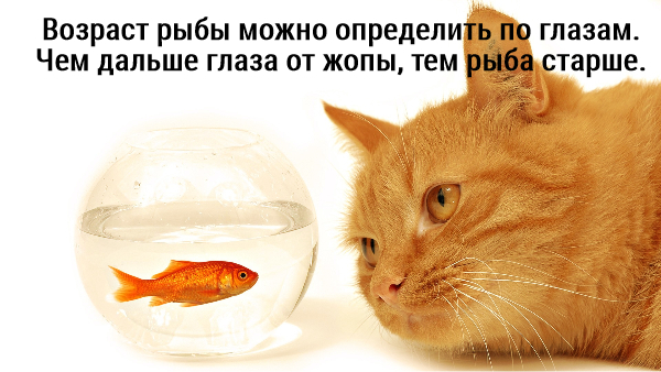 «Картинки разные нужны, картинки разные важны!» ©