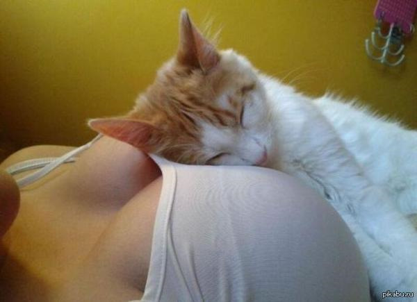 Сиськи в котовторник