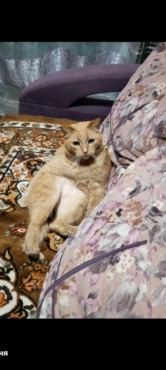 С праздником и котофторником!
