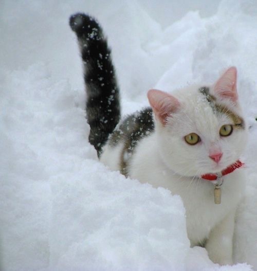 Котики из снега и котики на снегу