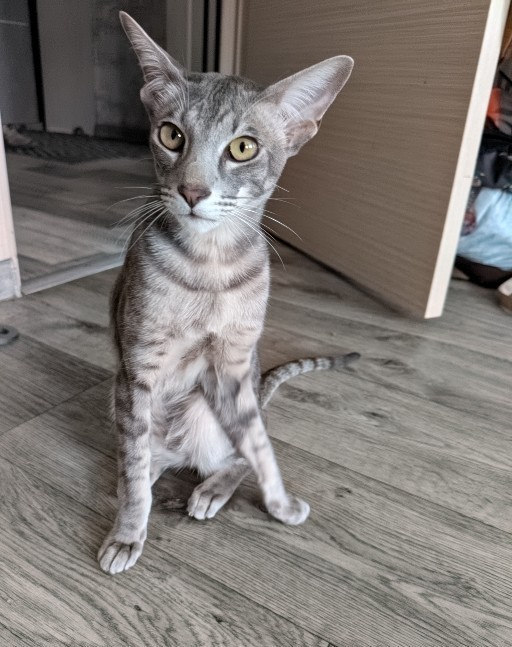 Котовторник 21.10.2025