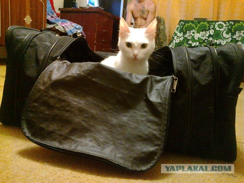 Ловушка для кошек