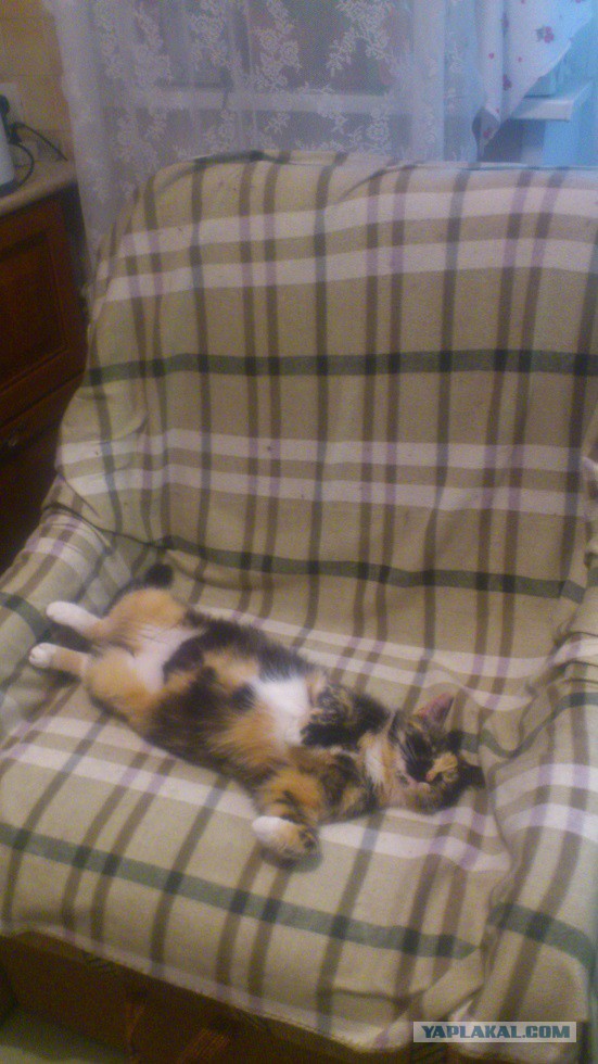 Котовторник