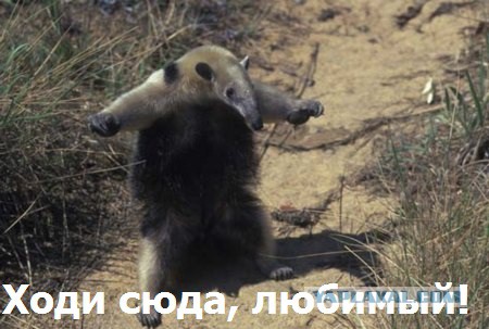 Лошадиные лица
