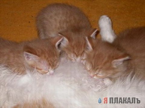 Коты, кошки, котята