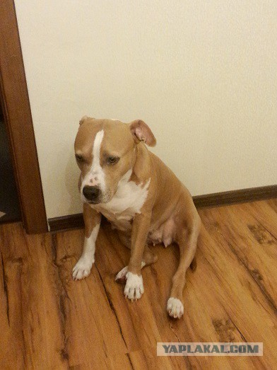 Страшно красивые терьеры