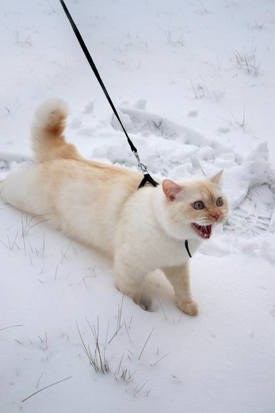 Коты и Кошки