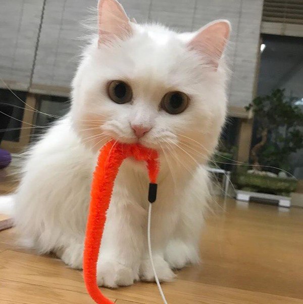 Коты и Кошки
