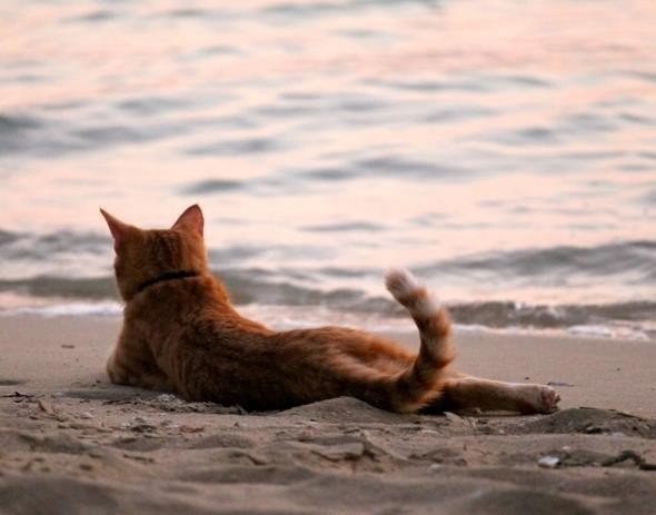 Коты и Кошки