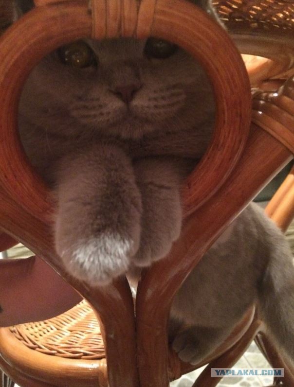Котовторник