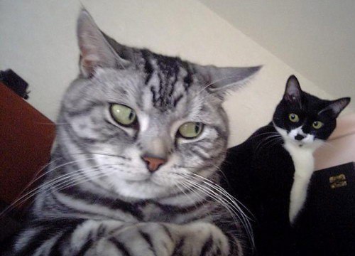 Прикольных котов пост