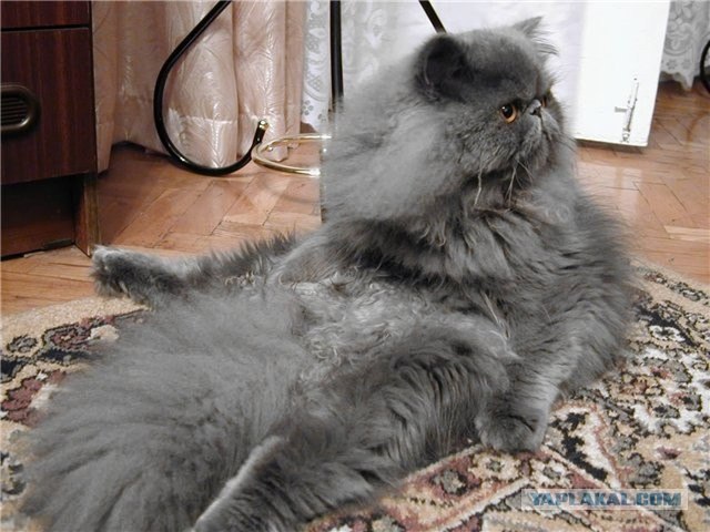Котовторник на ЯПлакалъ