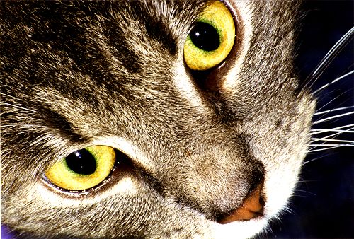 Коты на вторник на ЯПлакалъ (07.10.2008)