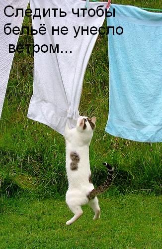 Ура, котовторник!