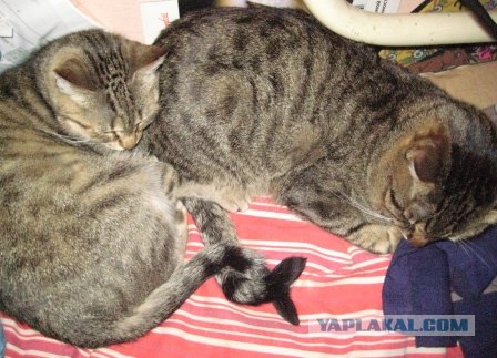 Котовторник - С праздником, котоводы!