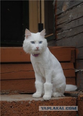Котовторник!