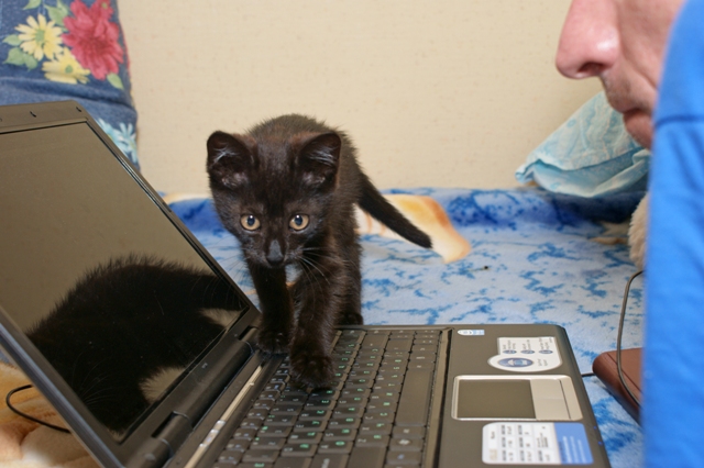Котовторник, для любителей кошек