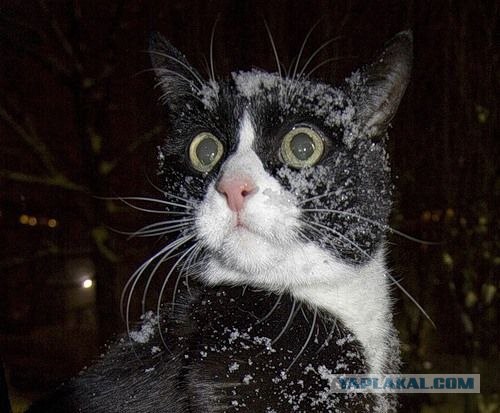 Котовторник объявляется открытым!