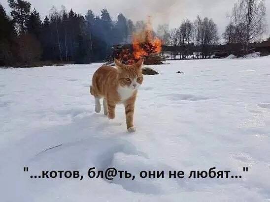 Ну нельзя сюда котам...