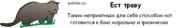Котовторник! 08.11.11