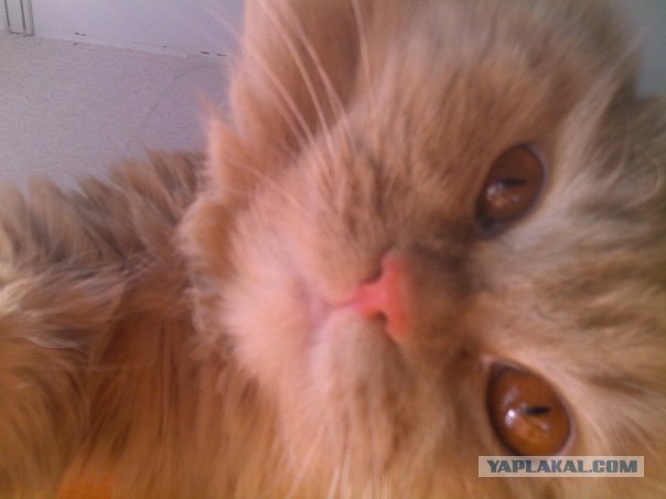 Котовторник 20.03.2012