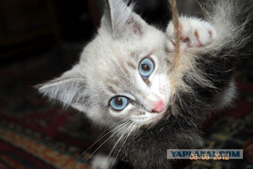 Котовторник на 26.06.12