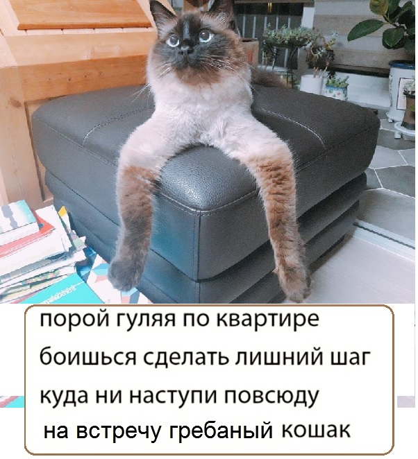 Картинки с надписями и коты, много котов