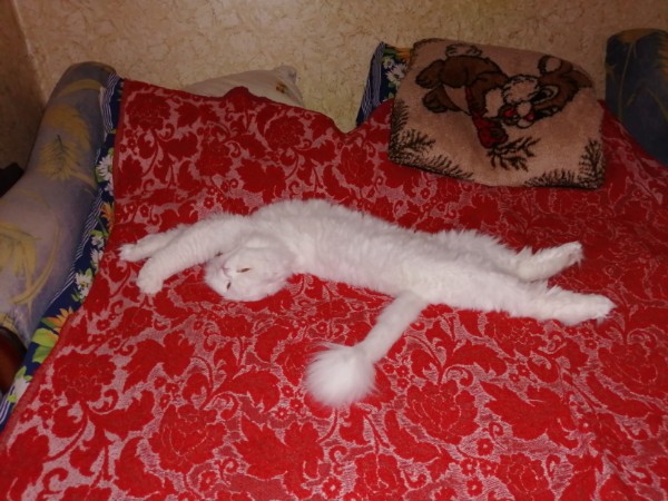 Забавные фото котеек