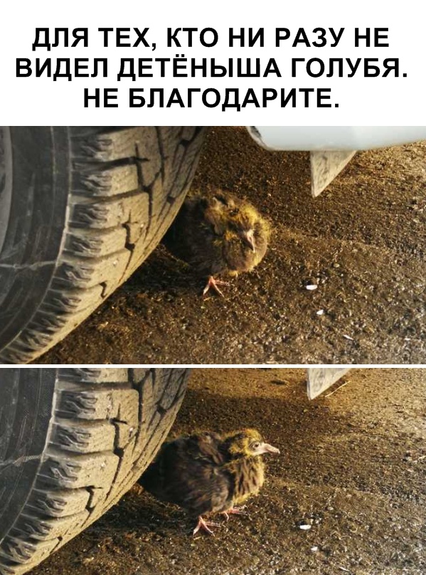 Живность из сети