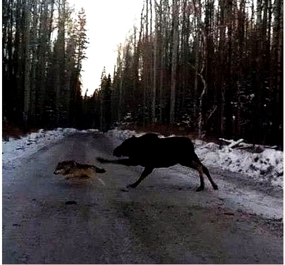 Гость из ночи