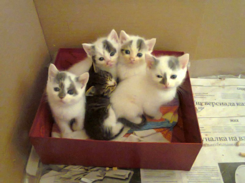 Взять кошку авито. Продам кота. Котята в коробке новорождёные. Объявление продается котенок. Котята в коробке у метро.