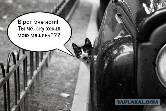Фотожаба: Кот
