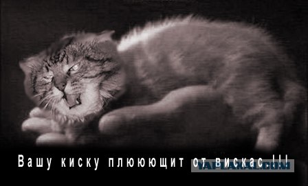 Злой кот