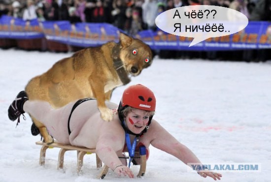 Собака на метле