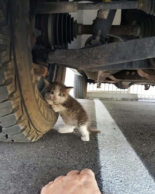 Эти забавные животные