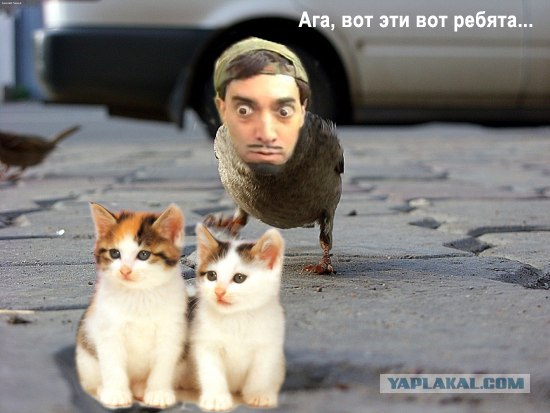 Воробьед идет на обед
