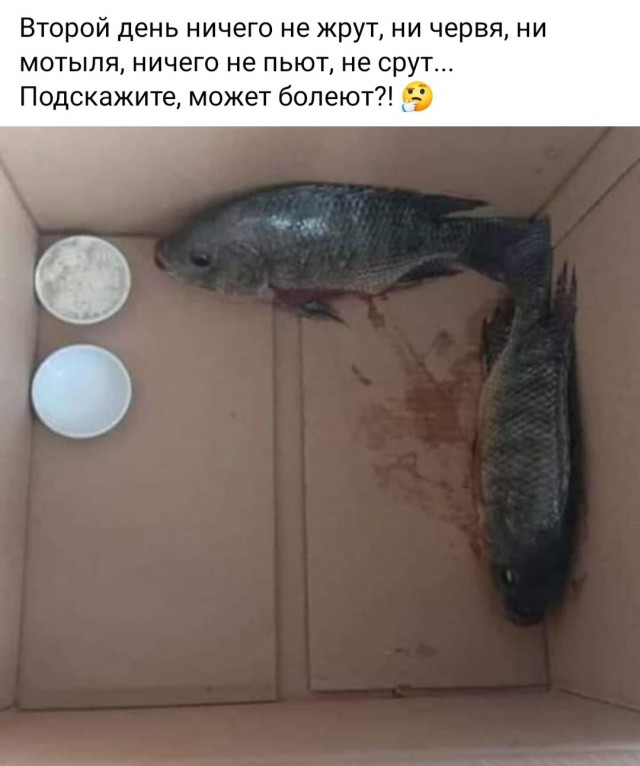 Отдам аквариумных рыбок, СПб