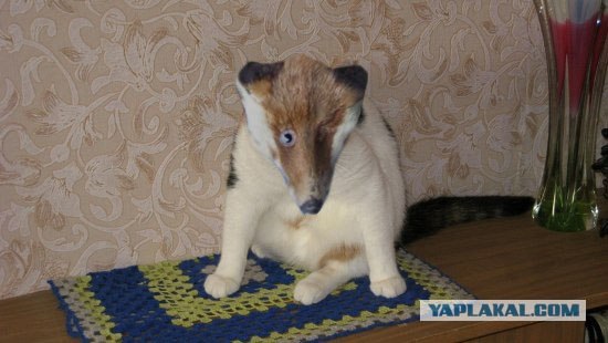 Отжабте моего кота