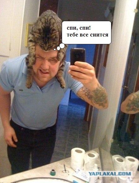 Эпичный кот