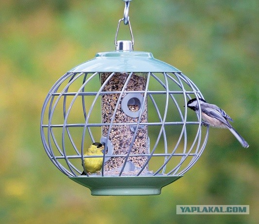 Голуби СТОП!