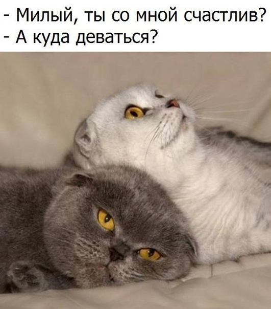 Весёлый полтишок 26.11