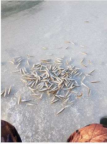 Как я в субботу за корюшкой ездил. Рыболовный пост. Фотоотчет